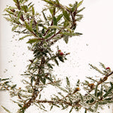 Tea Tree Oil